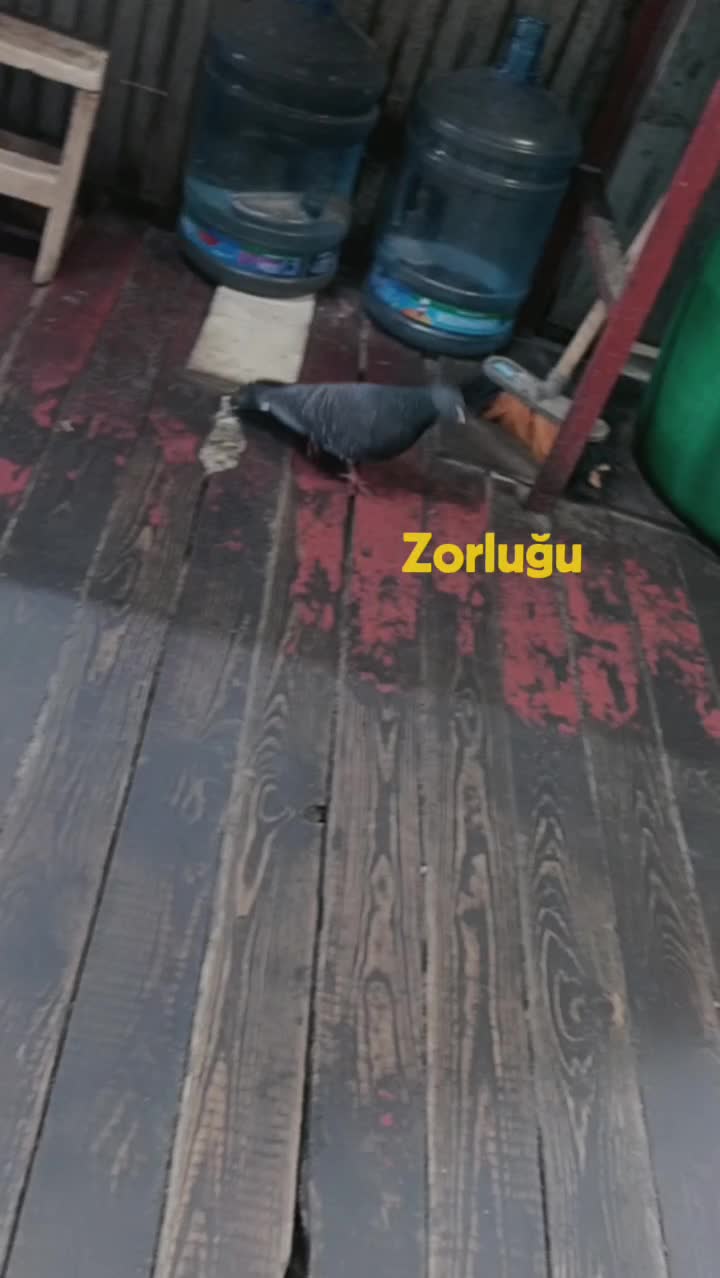 @Maşa
