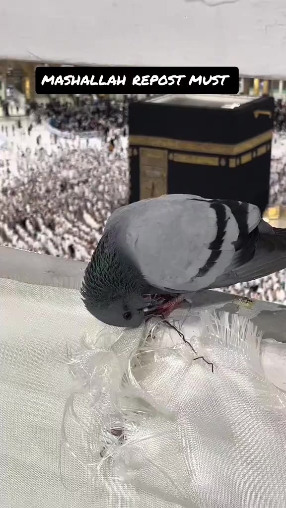 @𝘼𝙘𝙘𝙤𝙪𝙣𝙩 For𝙎𝙖𝙡𝙚🇰🇼