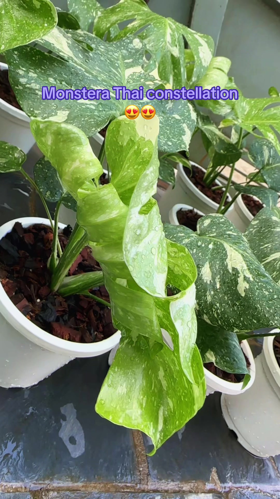 @Plantlife50