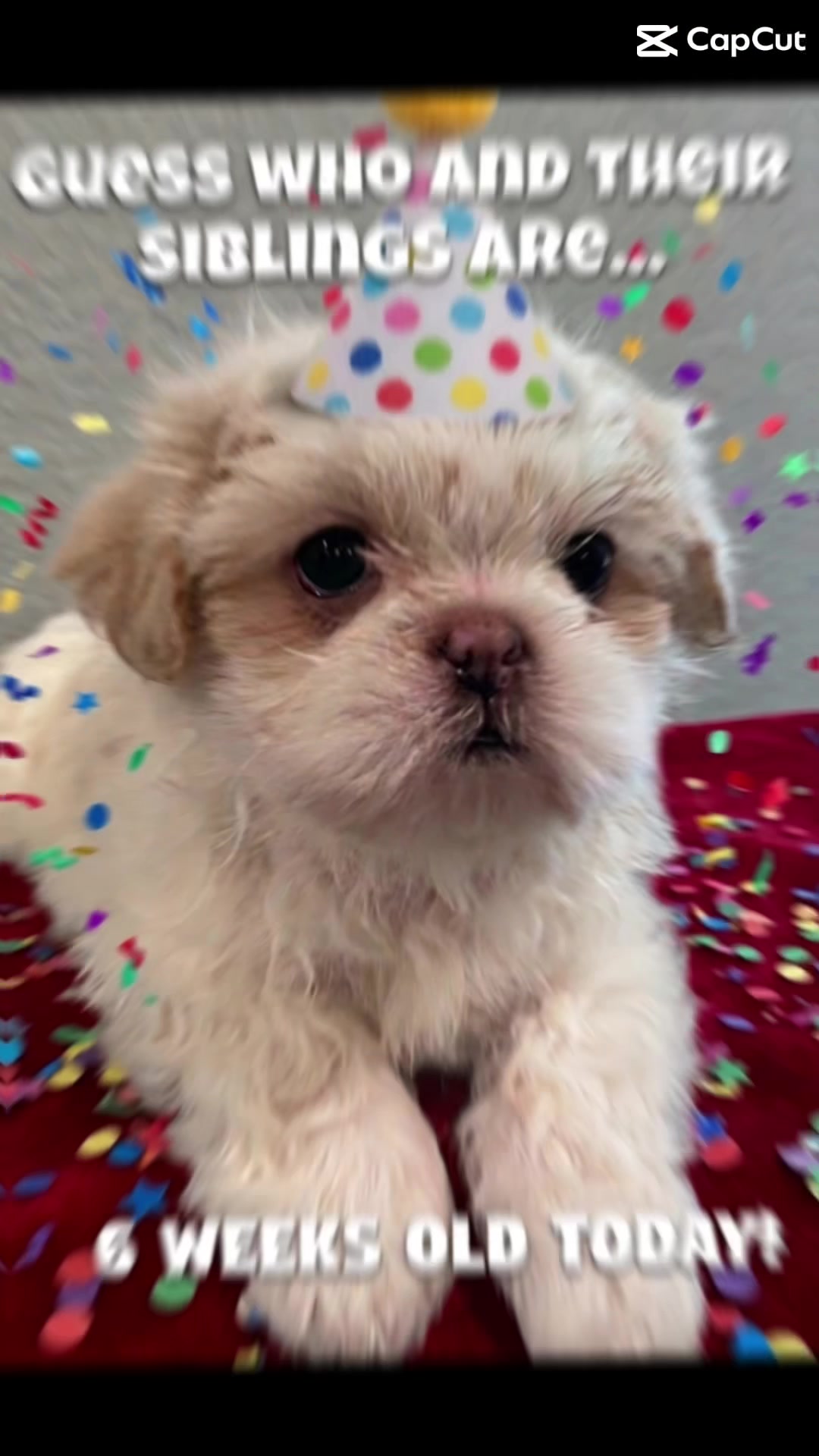 @Twilight Shih Tzu
