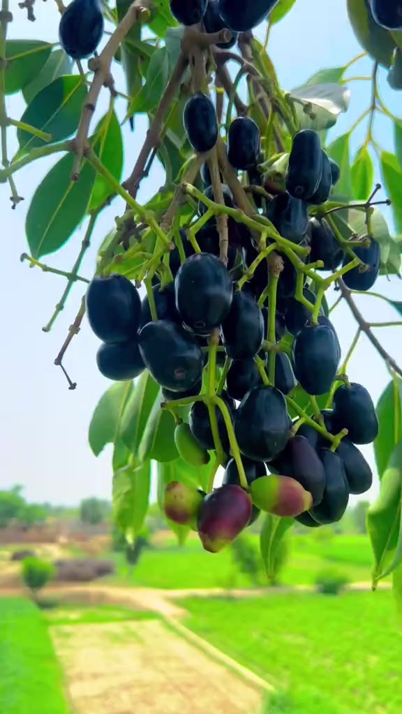 @asmamMehar1