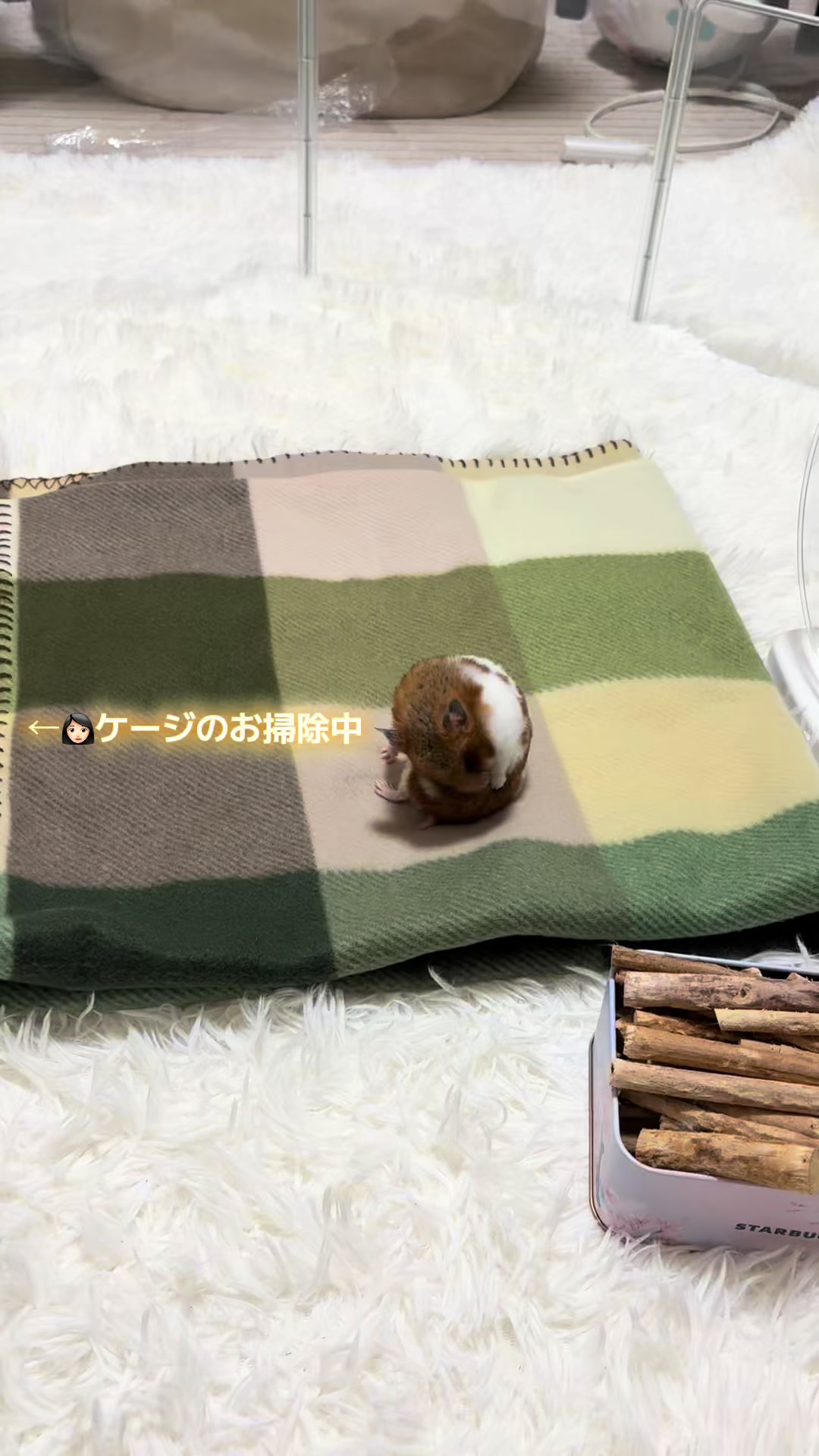 @ハム太は女の子🐹