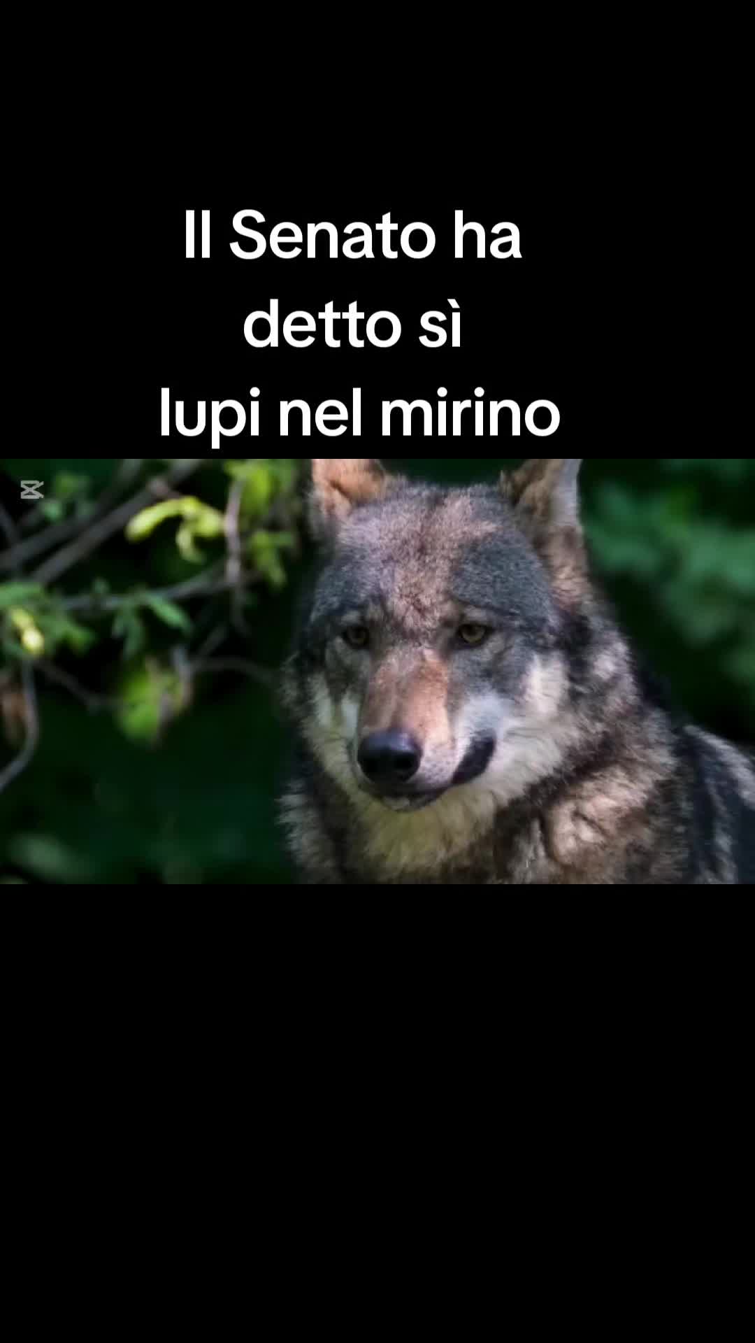 @🐿️ Gabriella 🐻🐺