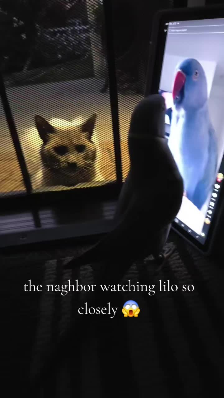 @lilotheparrot & Sky