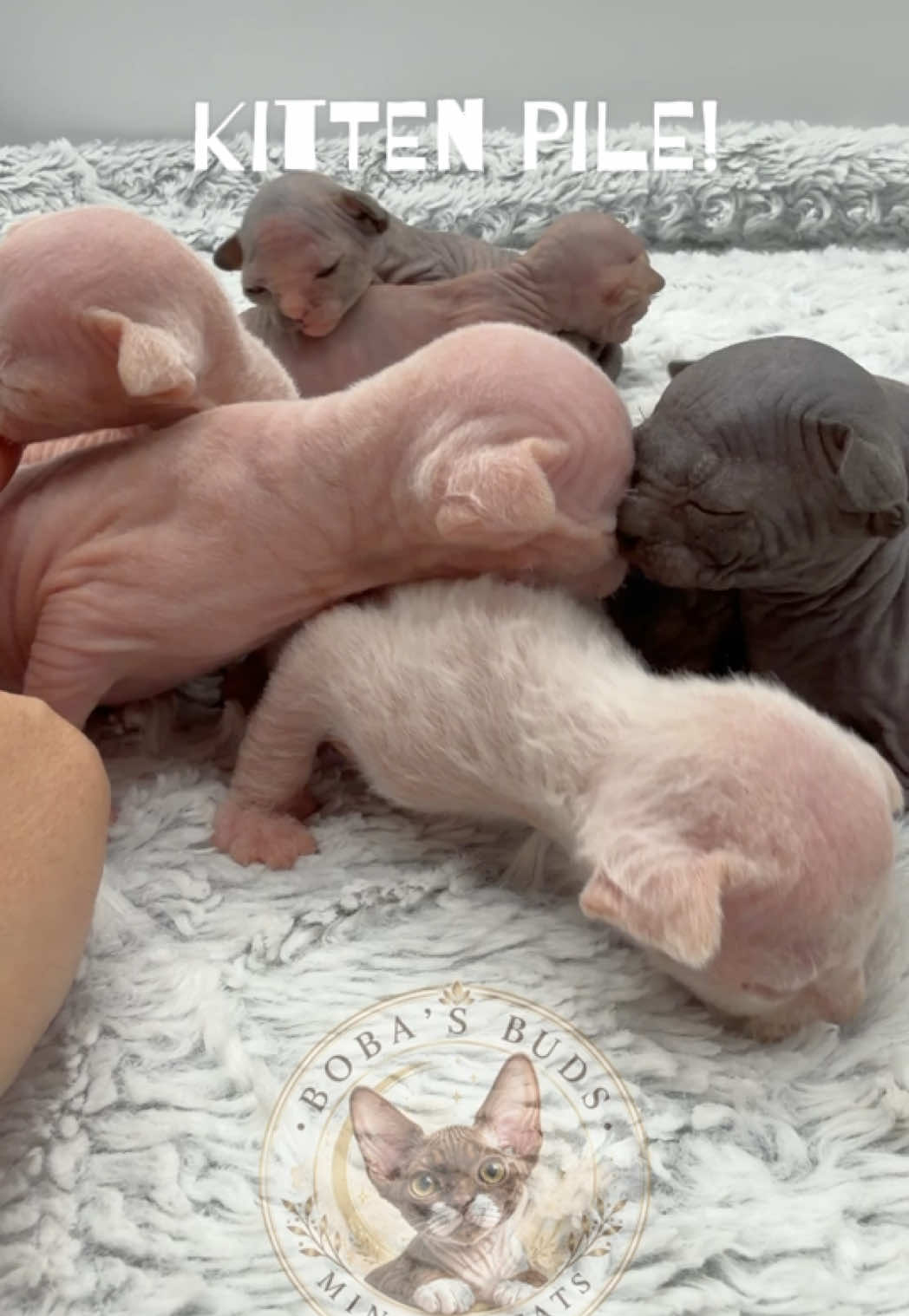 @Boba’s Buds Minskin Cats