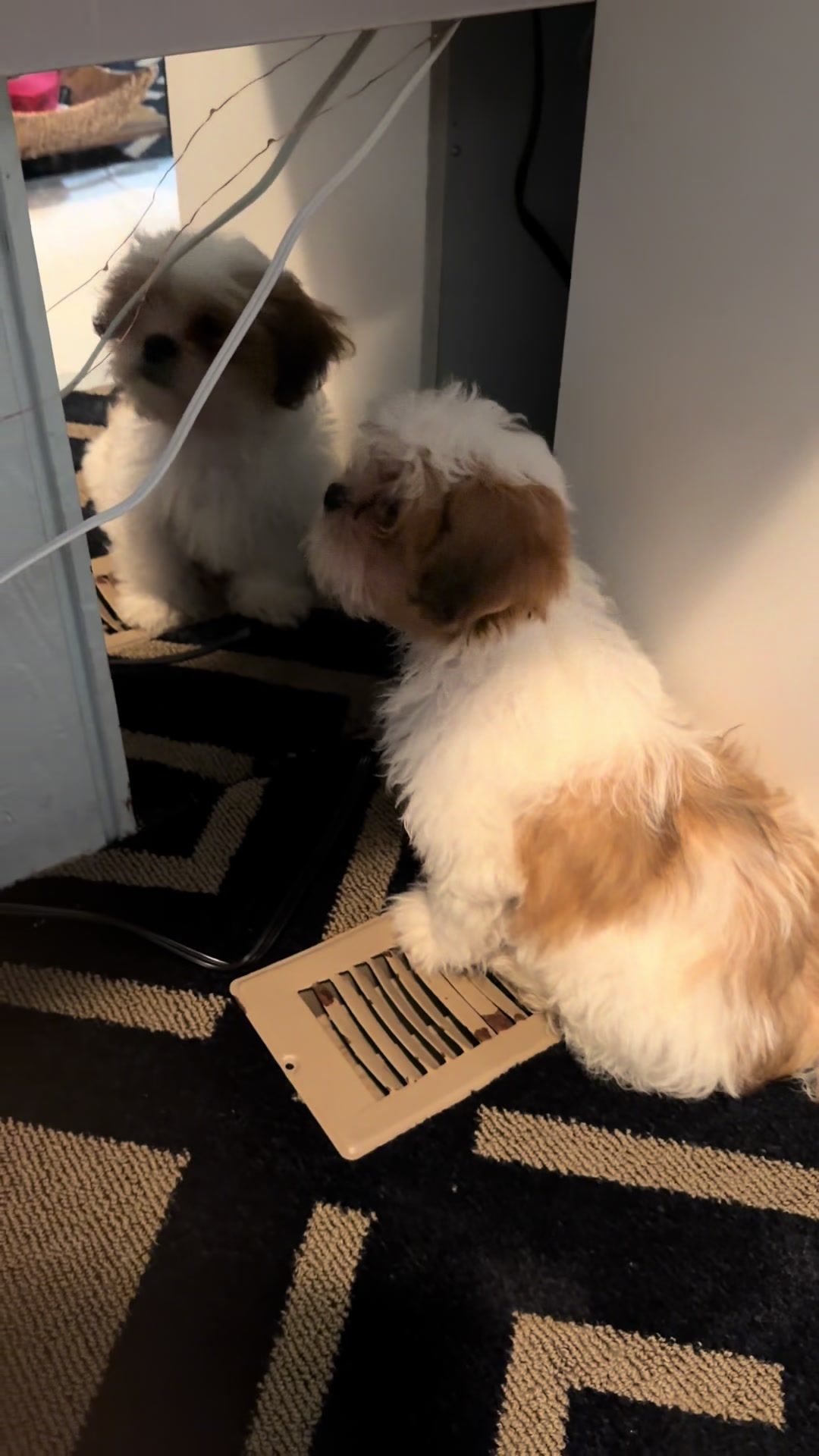 @Crispín_y_mia_shihtzu_puppies.