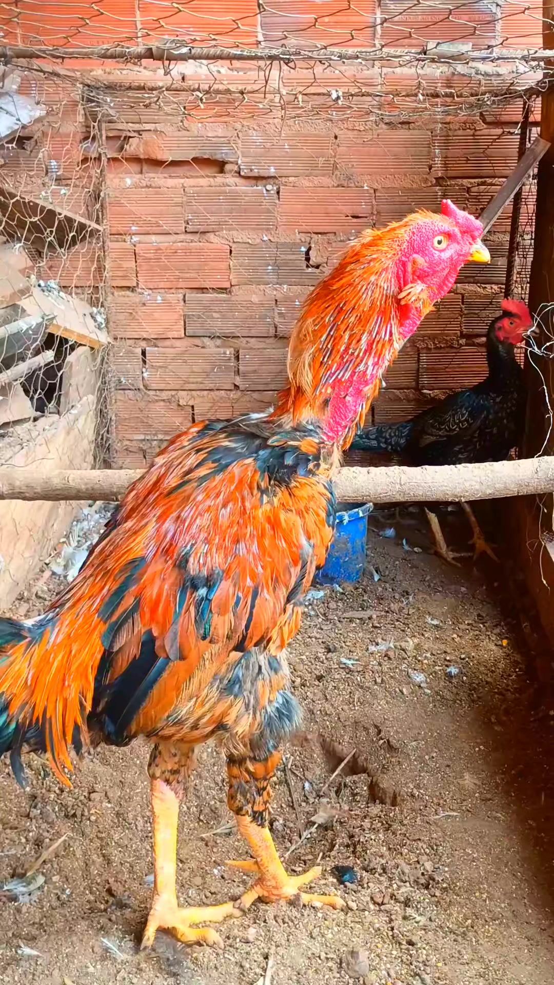 @🐔CRIAT&Oacute;RIO MZ🐓