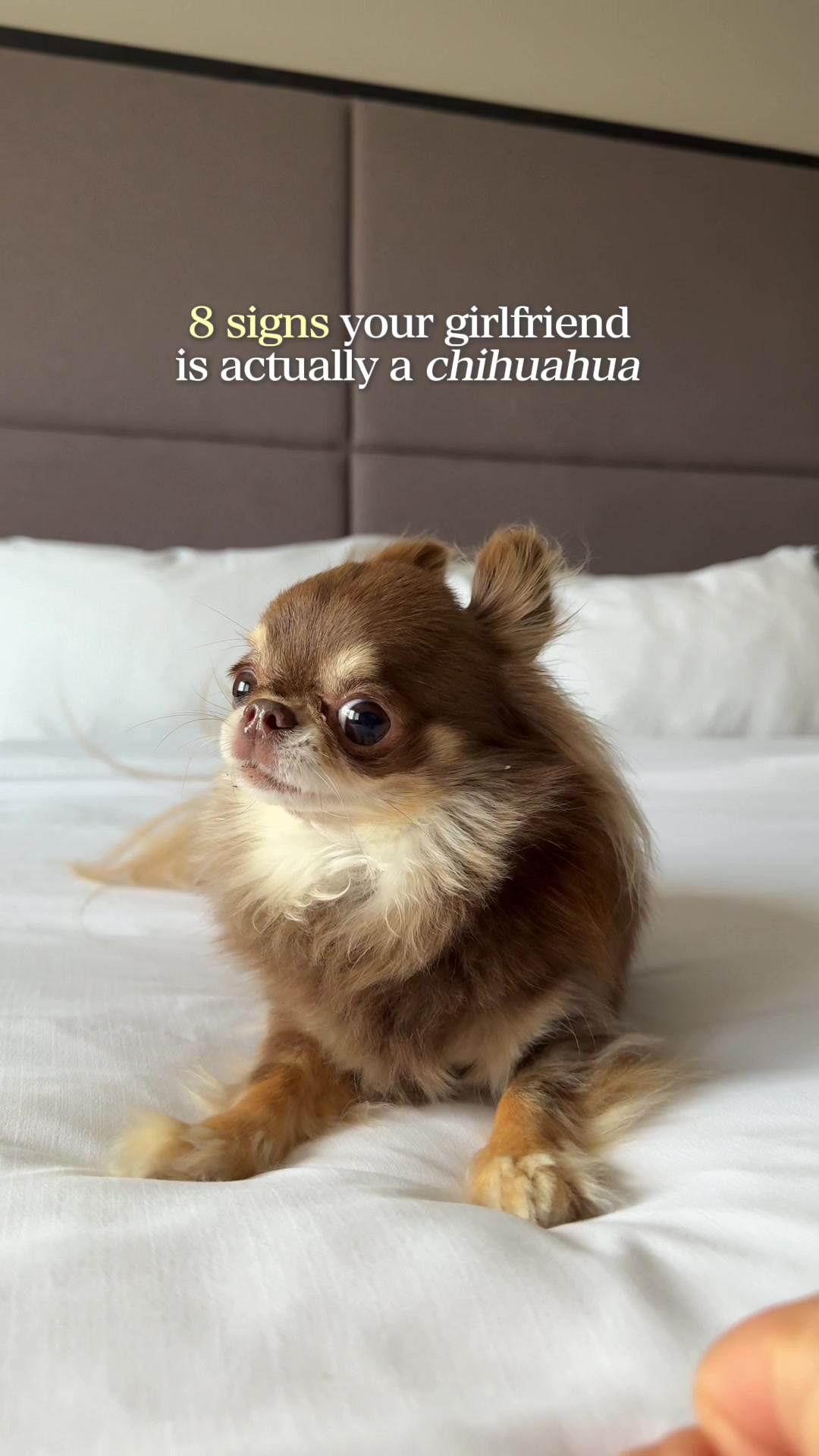 @Lou the Chichi
