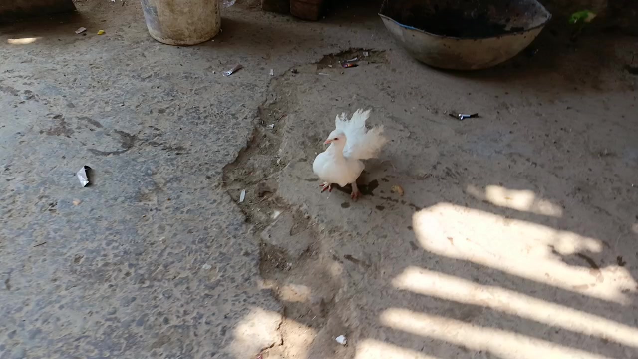 @Mari pyari Maa