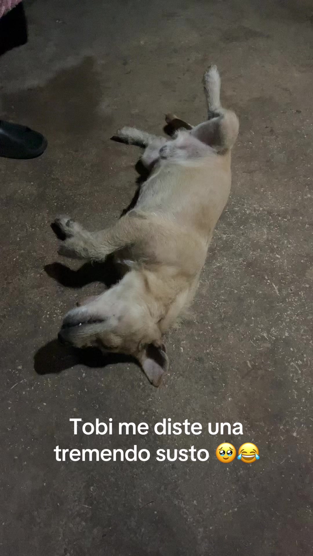 @José Mercedes el gran Jaranero