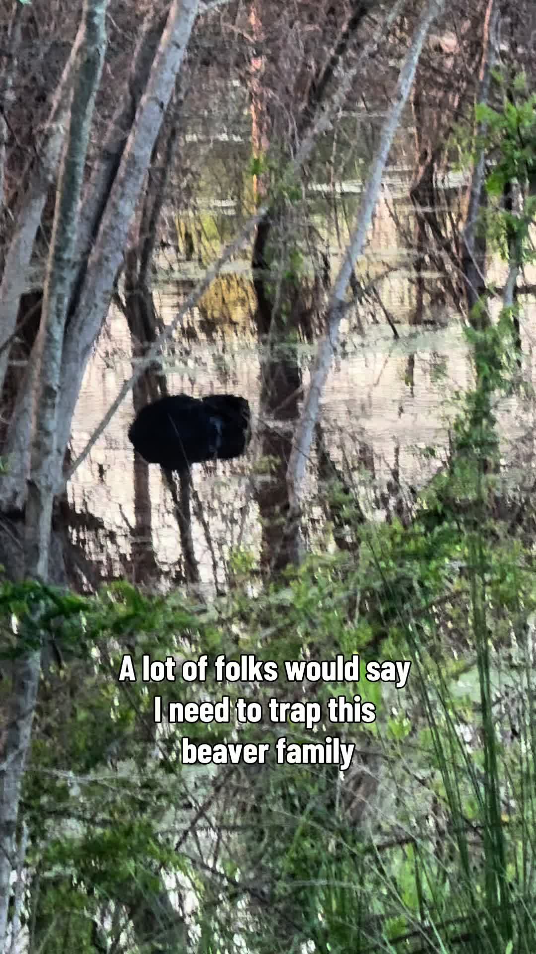 @Flat Rock Cattle Co
