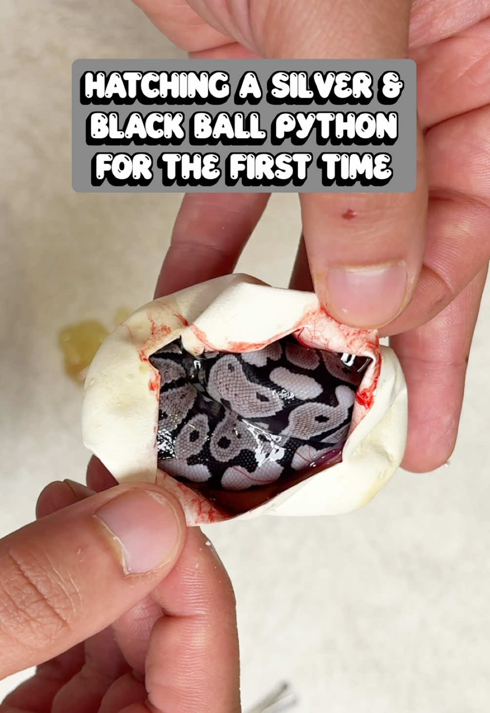 @Balls Of Fury Ball Pythons