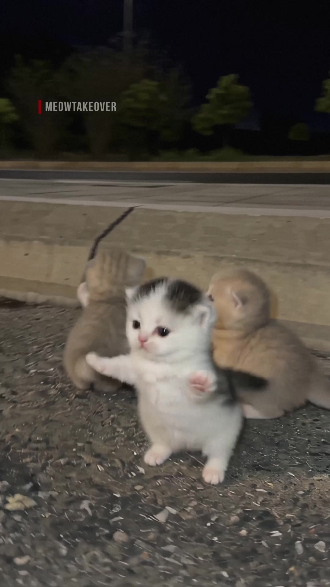 @meowtakeover