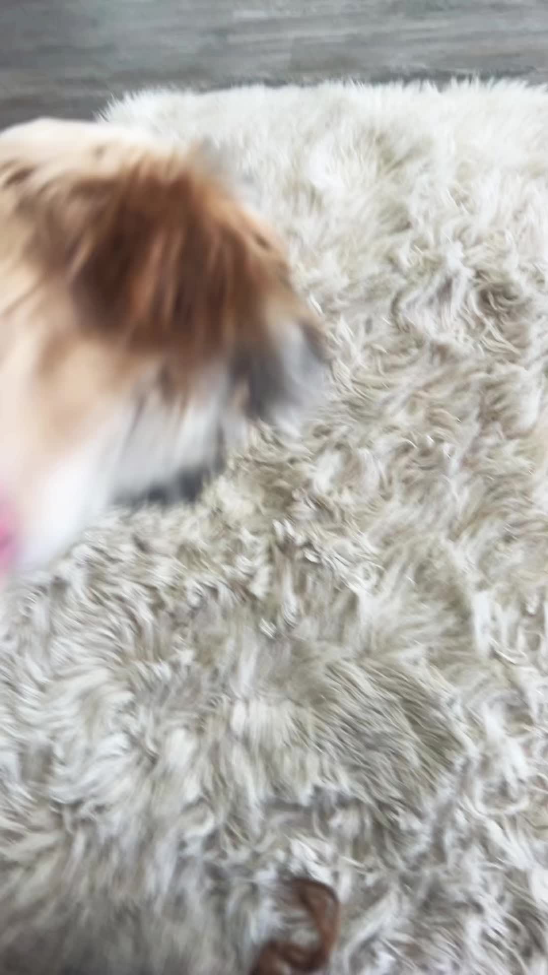 @ryomahoshi🎾🐈⬛