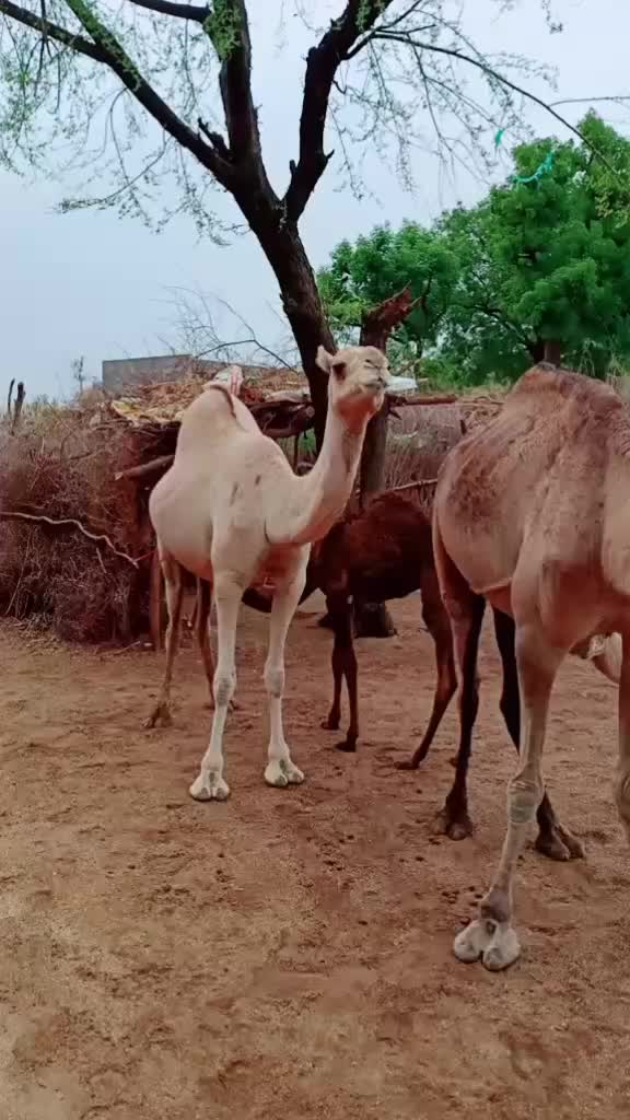 @ranaram rabari