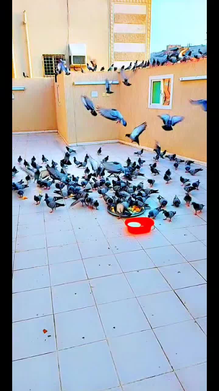 @🦩🦩Amoolh🦩🦩