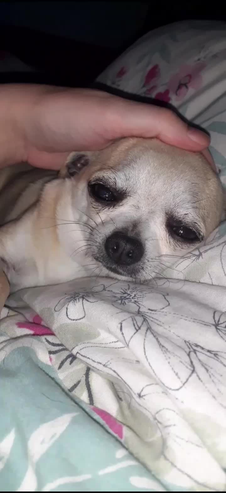 @threedogsanjenny
