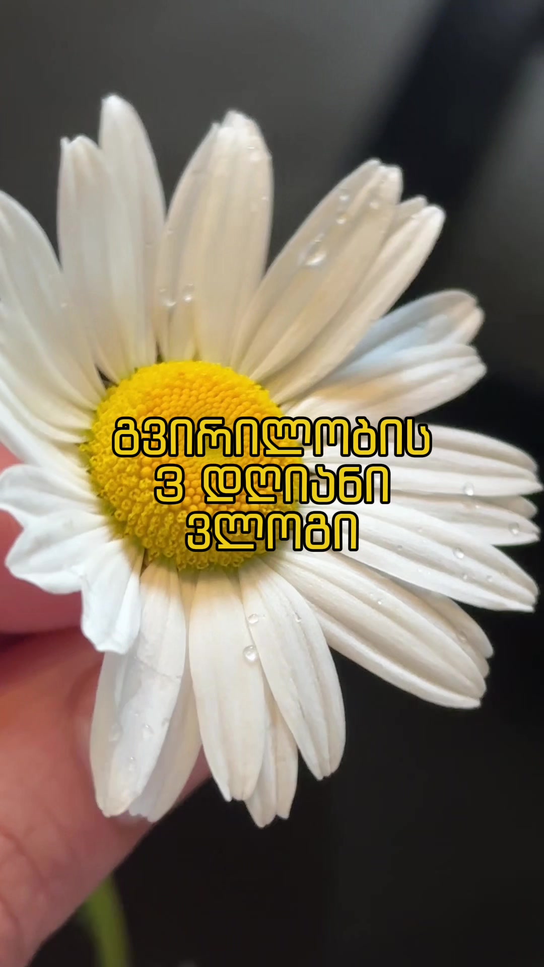 @Anka Tvauri