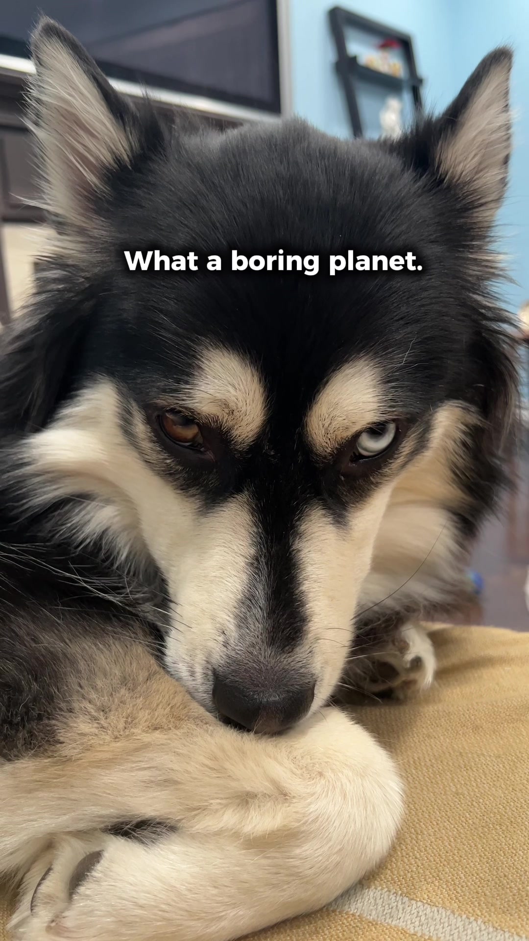 @Zeus the Pomsky🐾