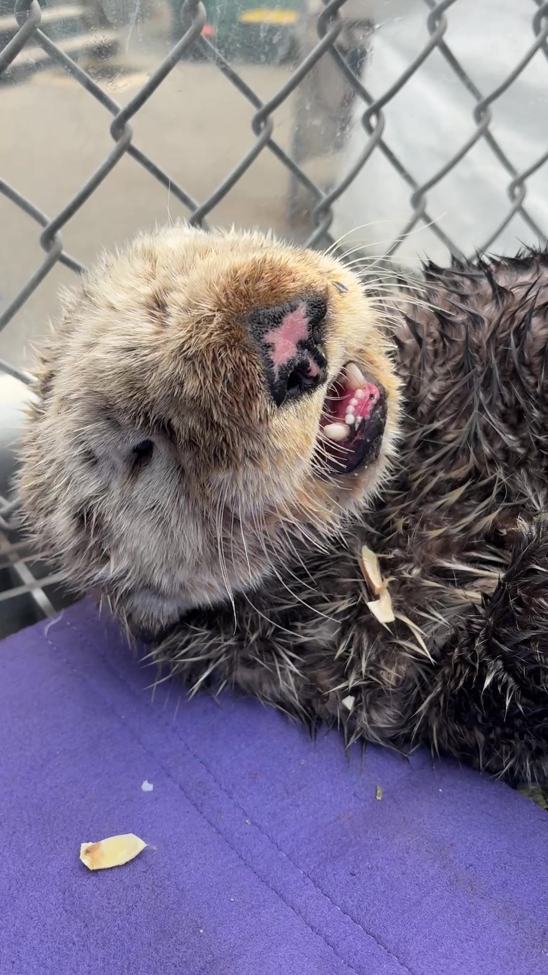 @Marine Mammal Rescue Society