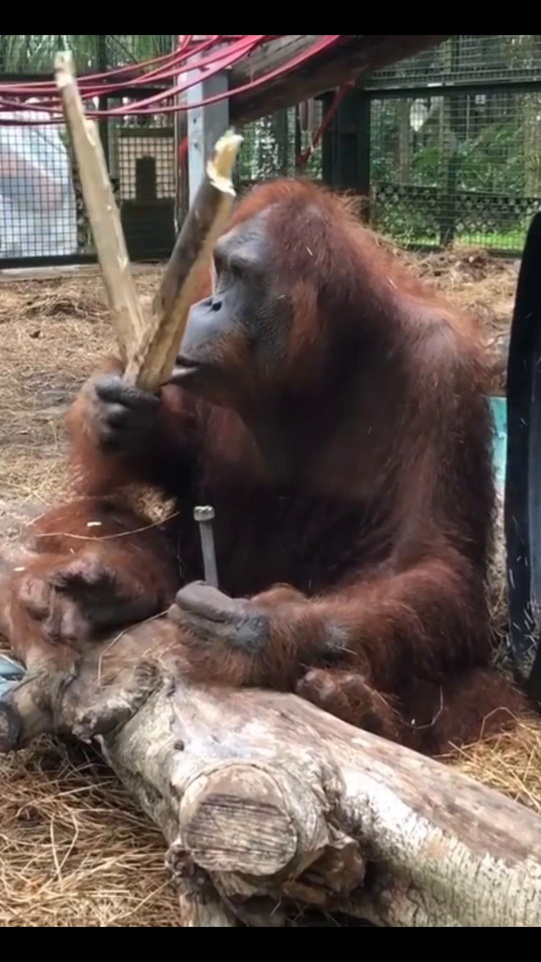 @Awesome gorillas