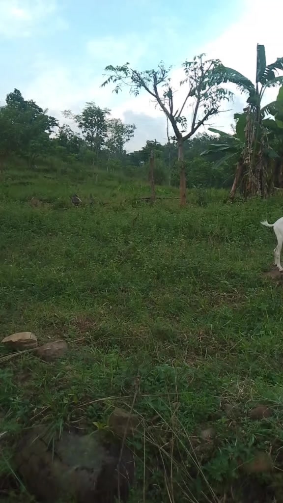 @Rosika❤️🩹koirala