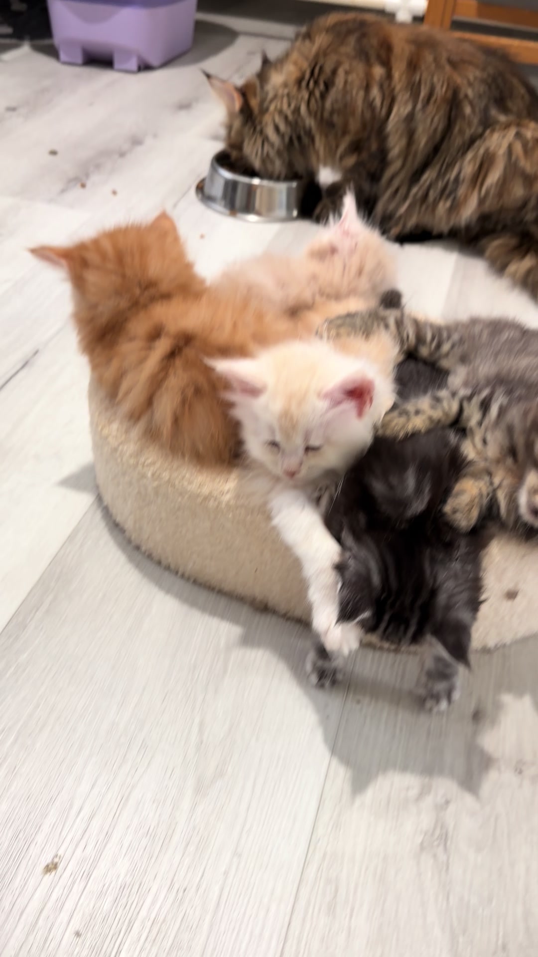 @Maine coon kittens