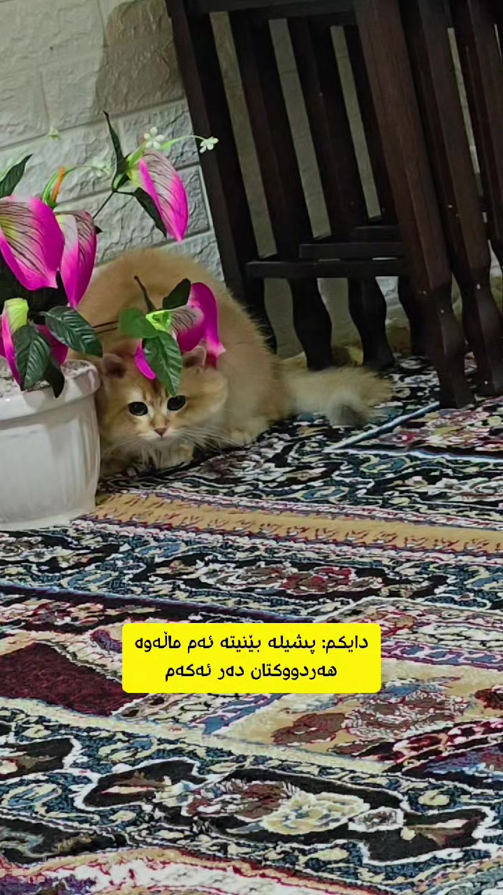 @سێ پشیلەکە🐾