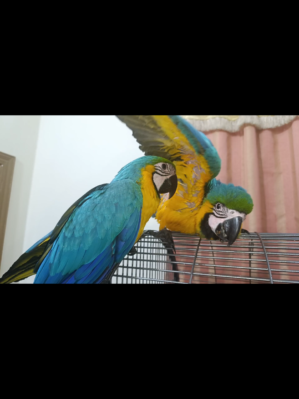 @Mehtab's Pet