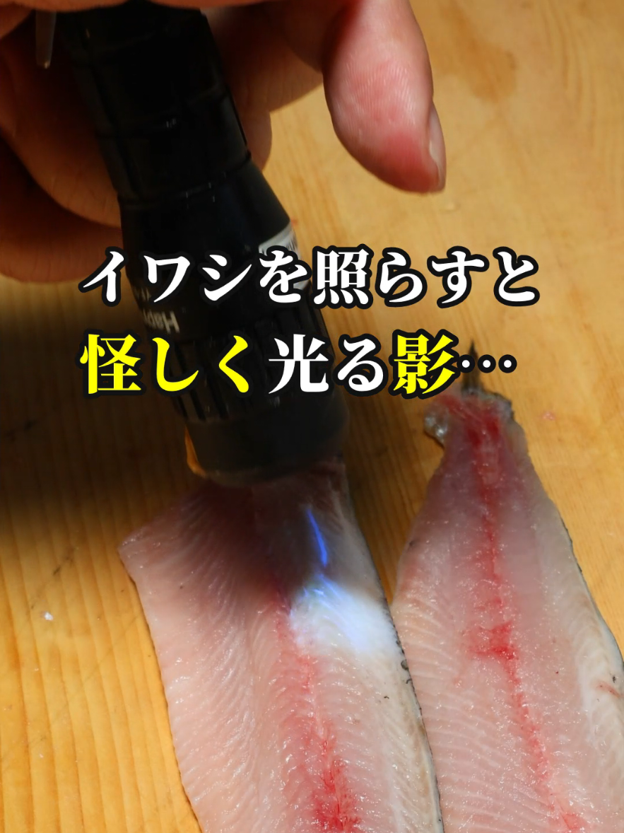 @セイゴ水産