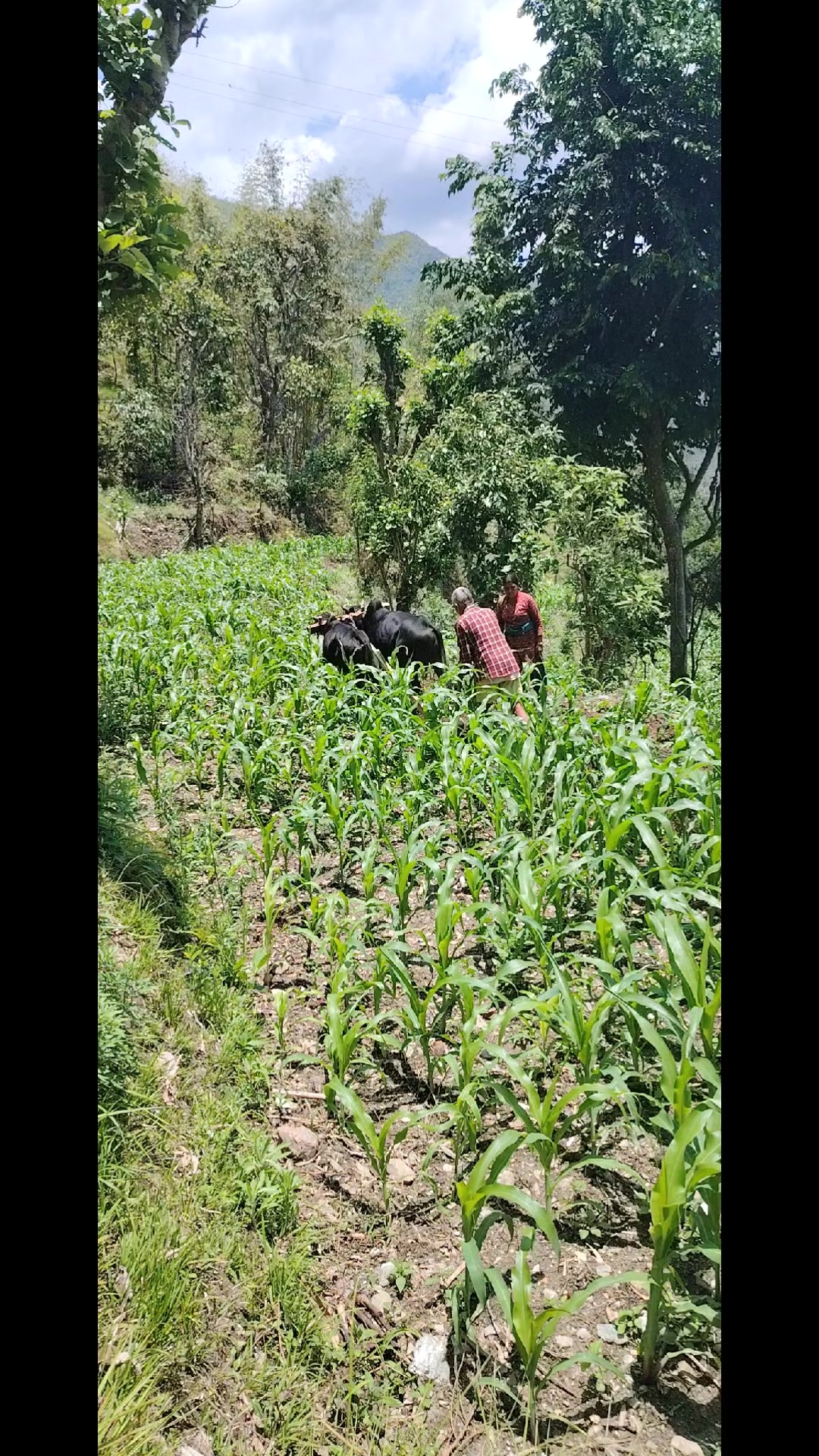 @अधिकारी लक्ष्मी