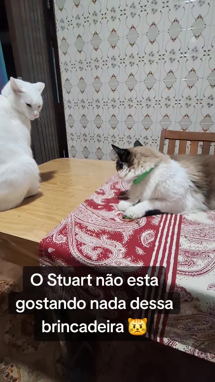 @MagdaAmoAnimais😾🐶🕊🐅🐍🐢🦜