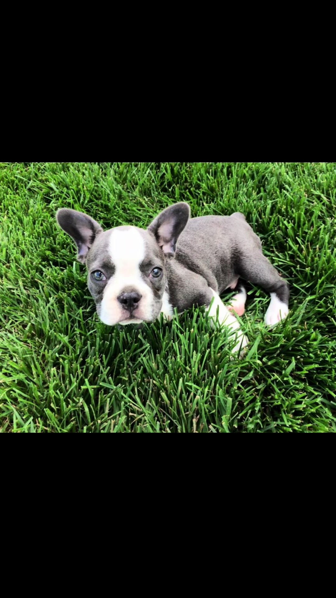 @Hugo_the_Frenchton