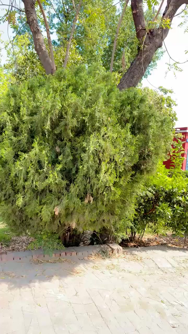 @حسن سندھو