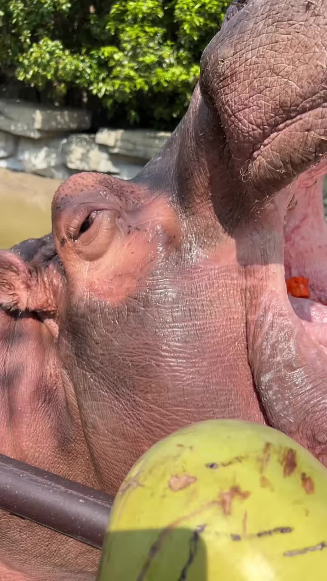 @Hippo