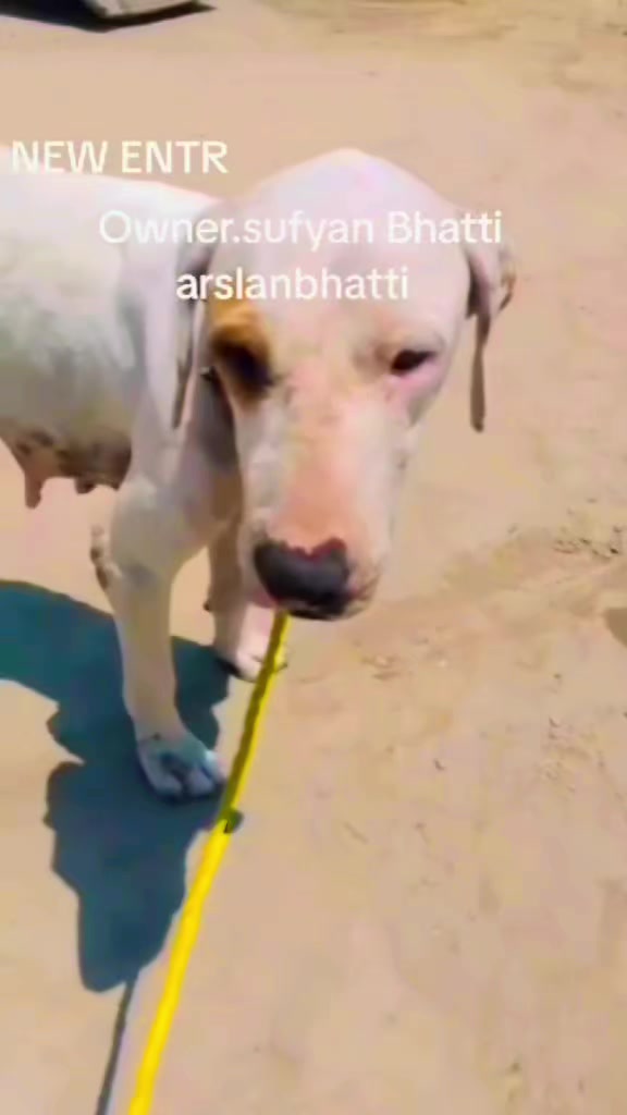 @Bhatti🇵🇰🇪🇸🇲🇫