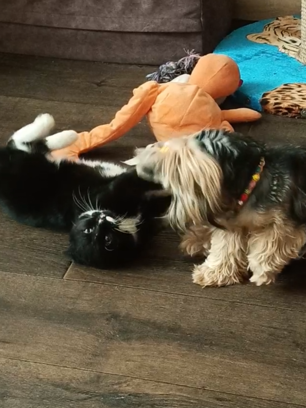 @Соня и Бетти ❤️