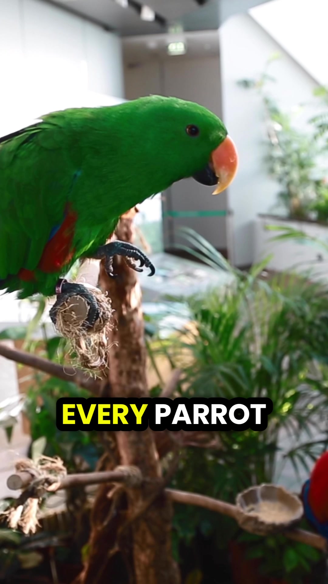 @Learn Parrots