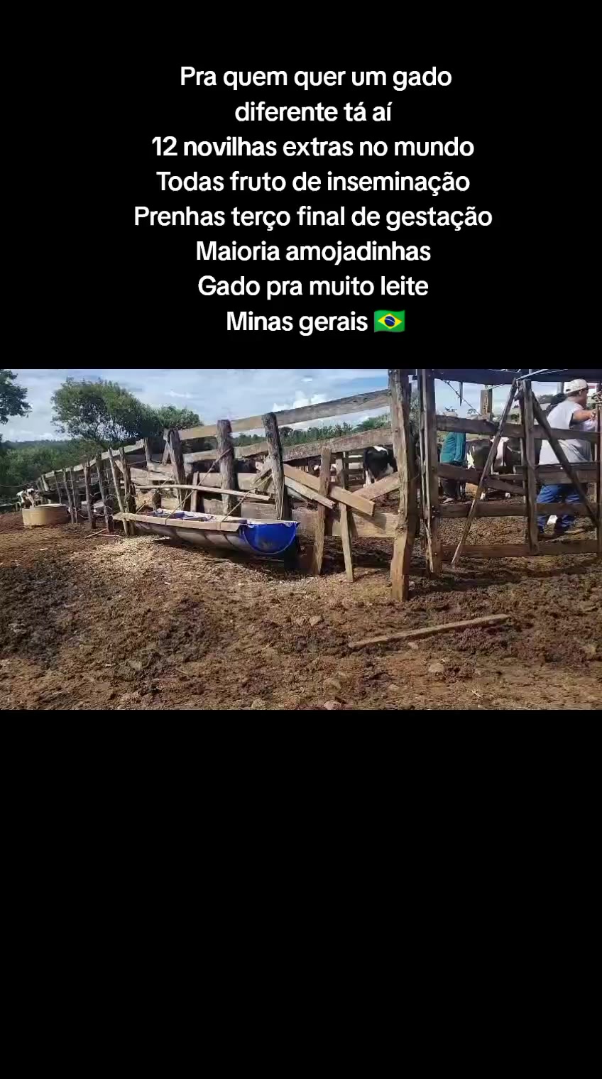 @marketing_do_gado