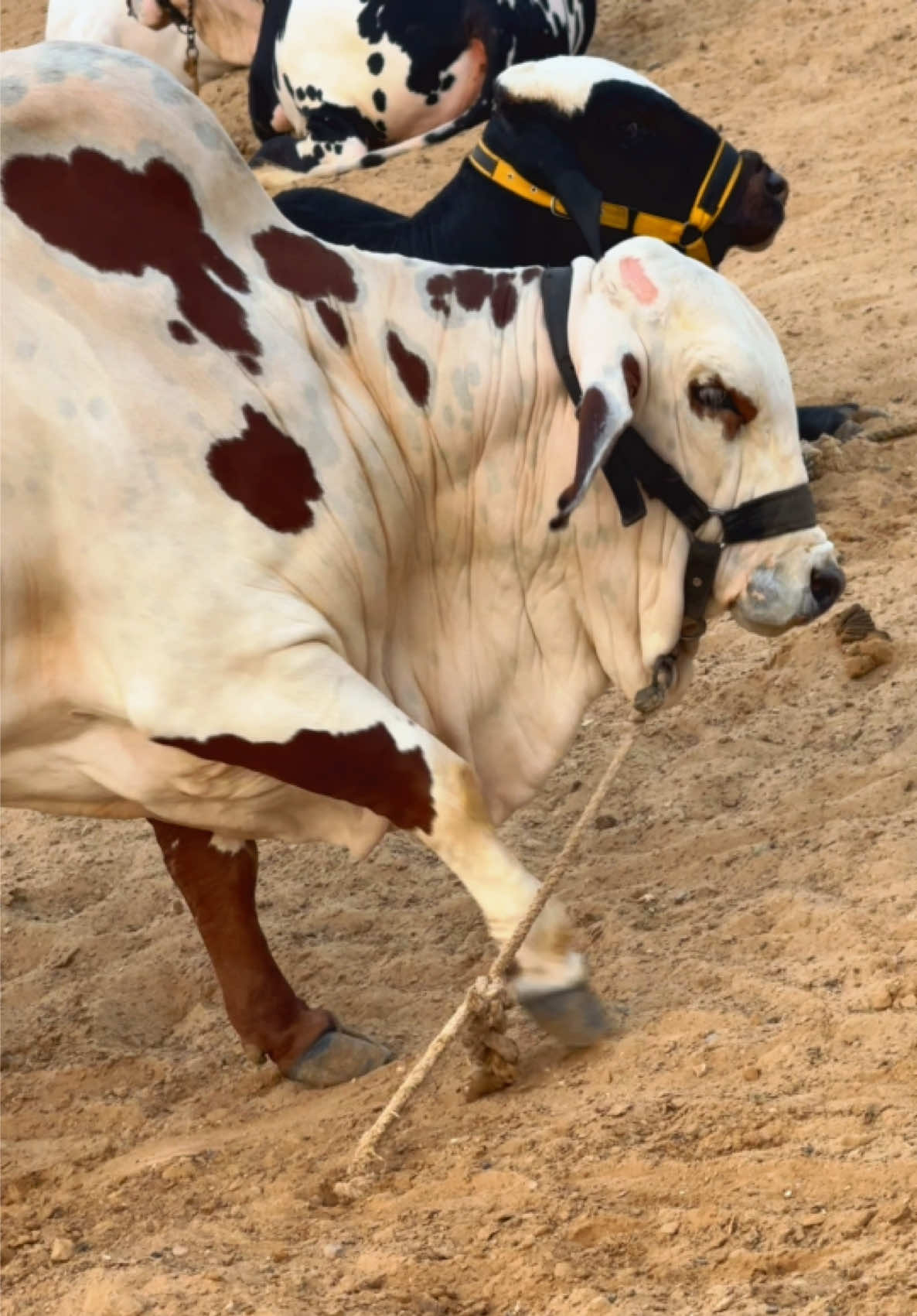 @Karachi Bull lovers