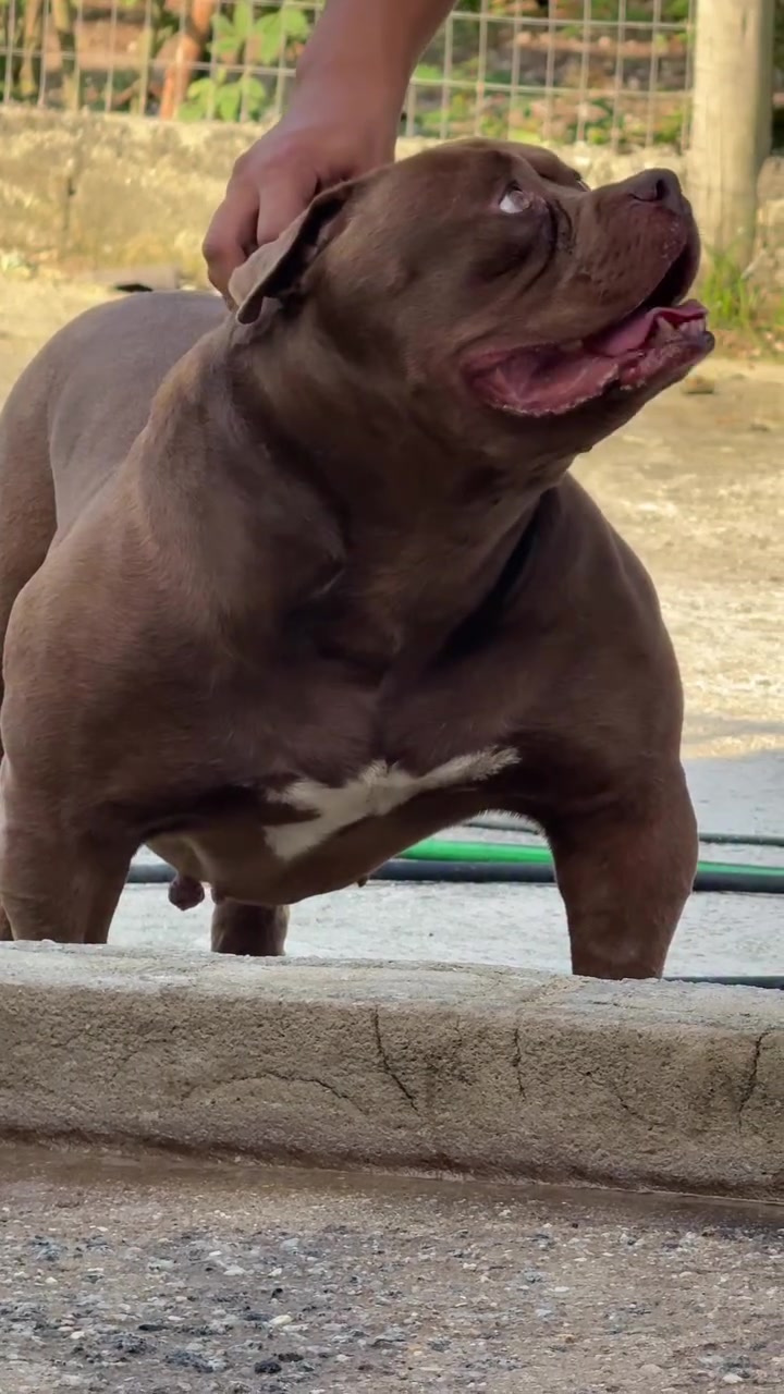 @Brazilian Bull