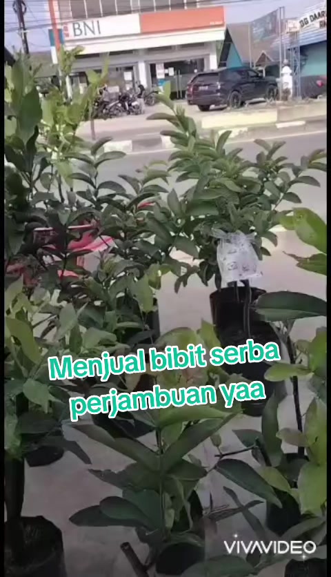 @Bibit khusus samarinda