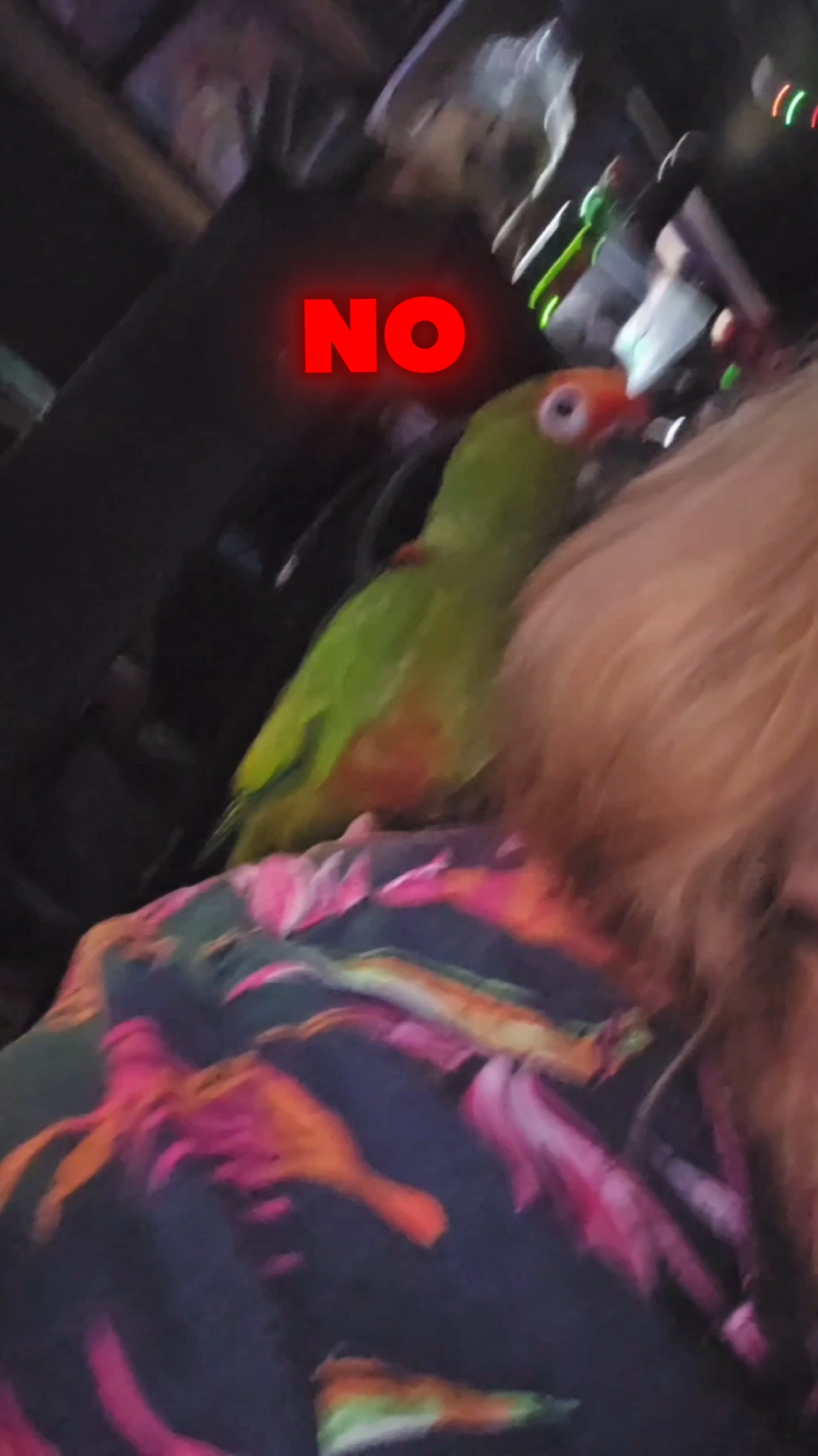 @QbertBird🦜👀