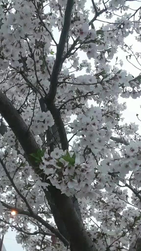 @Mr.  tekendraクサリ🇳🇵❤️🇯🇵