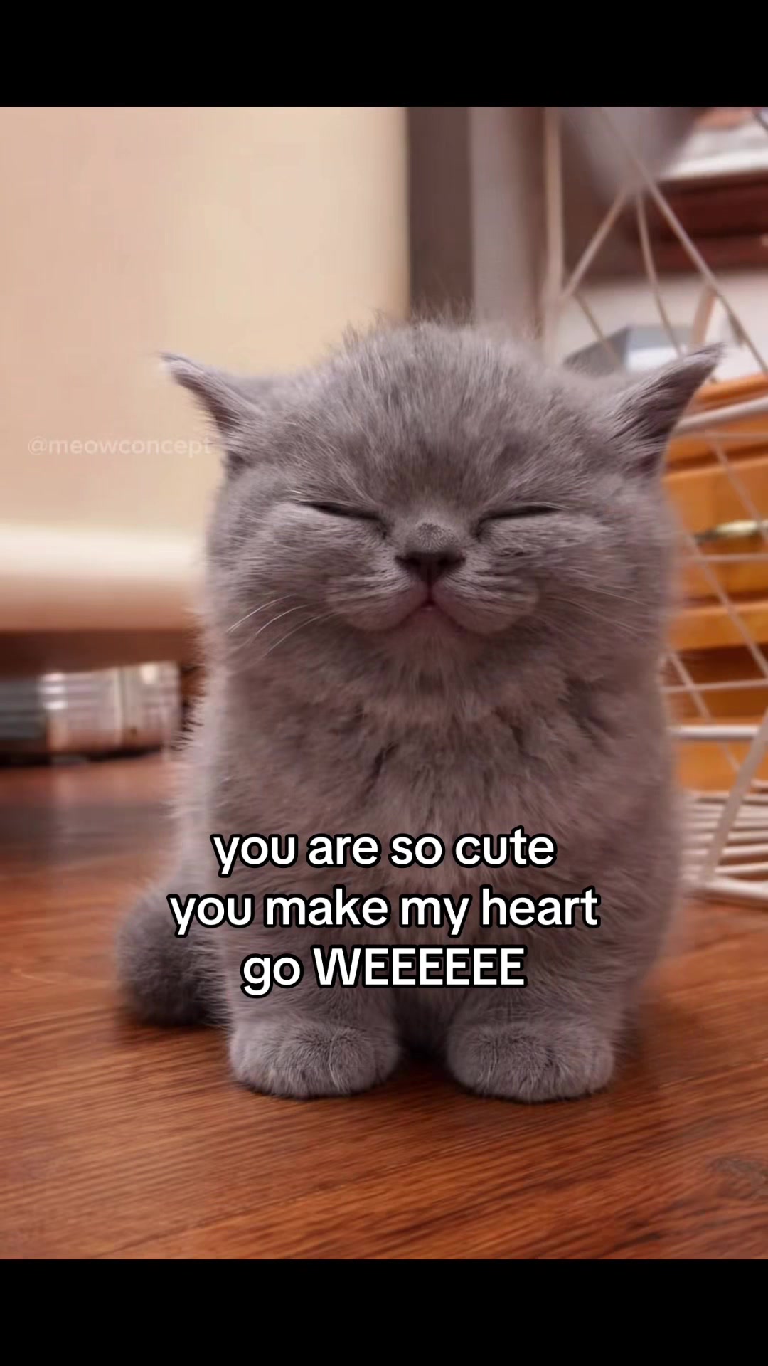 @meowconcept