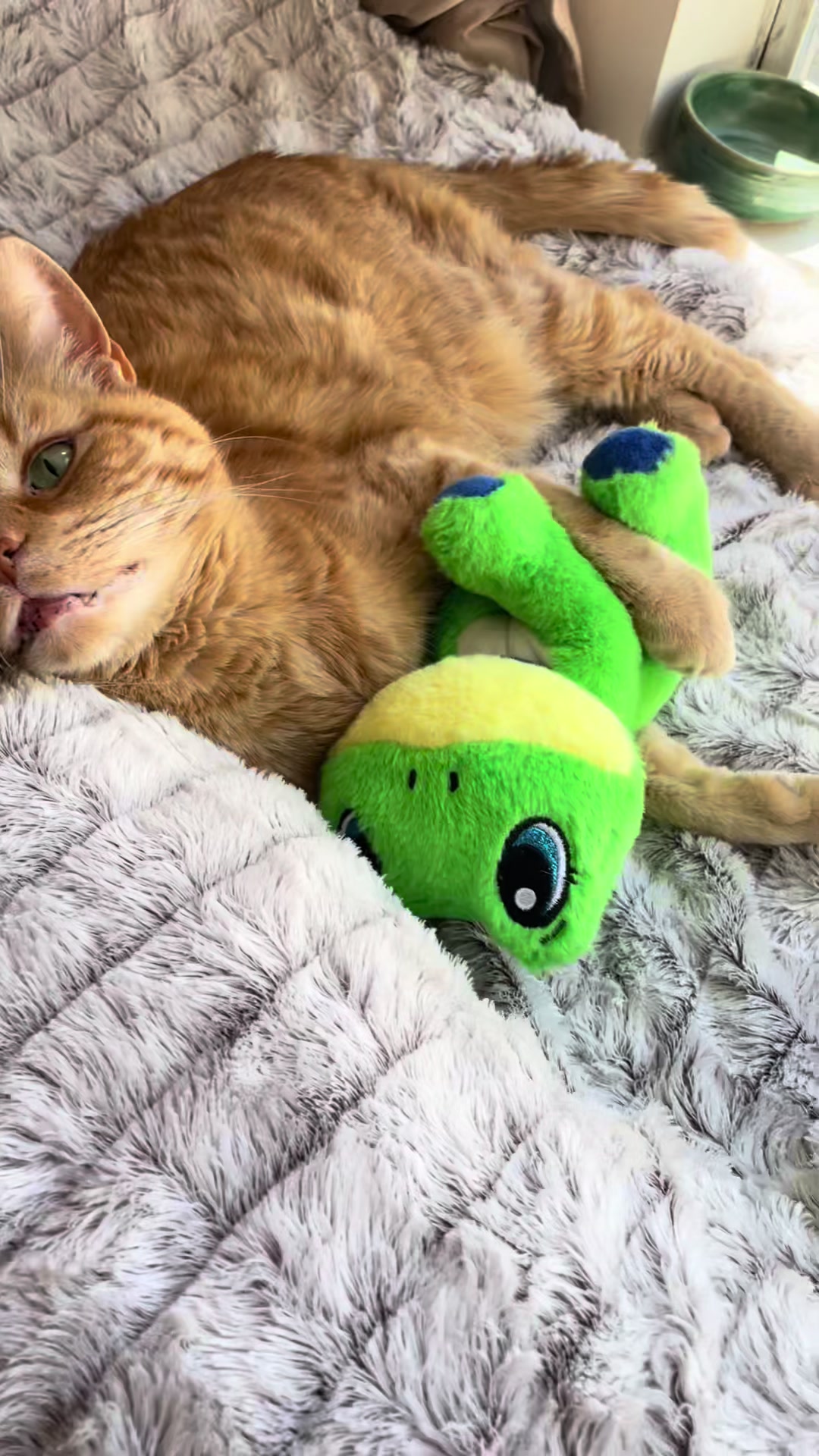 @Pablo & Luigi 🐾