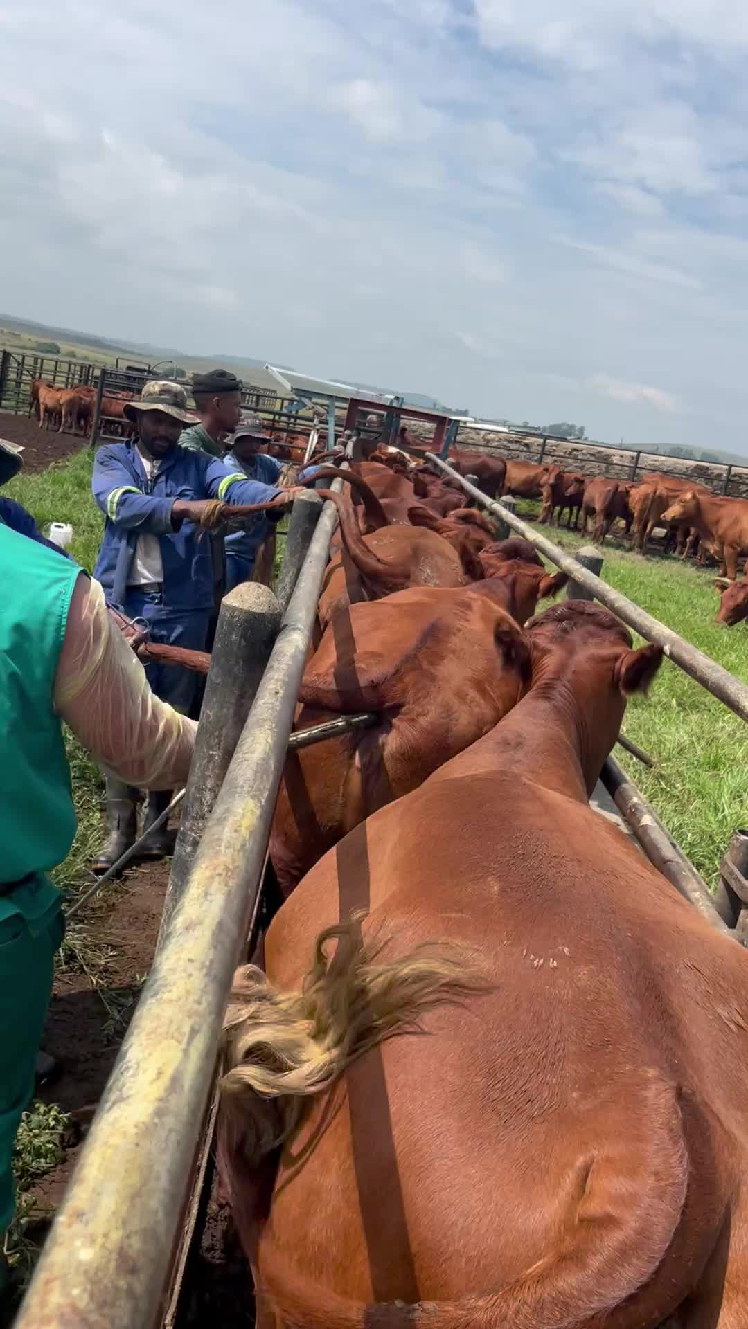 @FarmingKZN🇿🇦