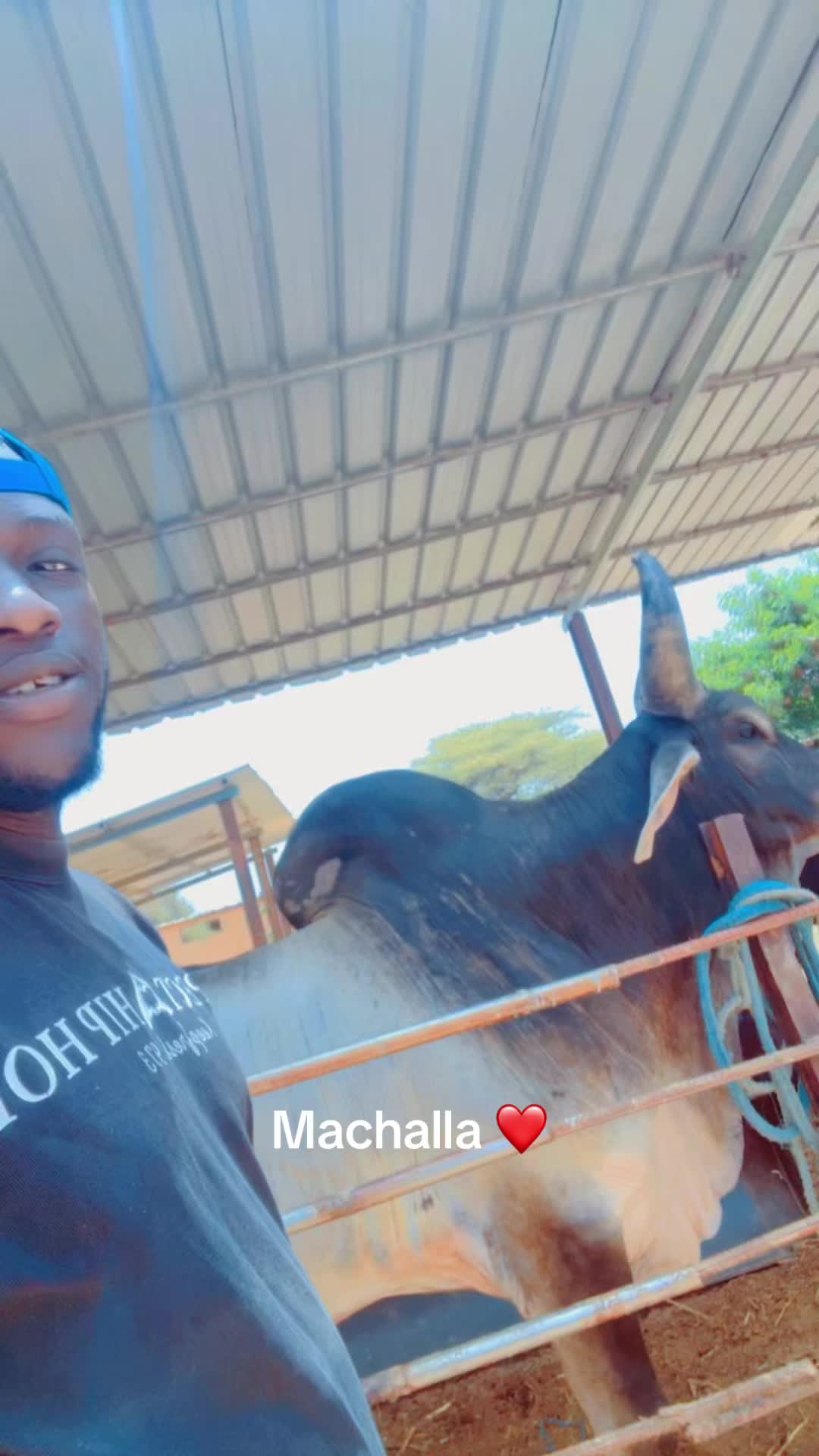 @Weuz🐄&Eacute;leveur saint Louis ❤️