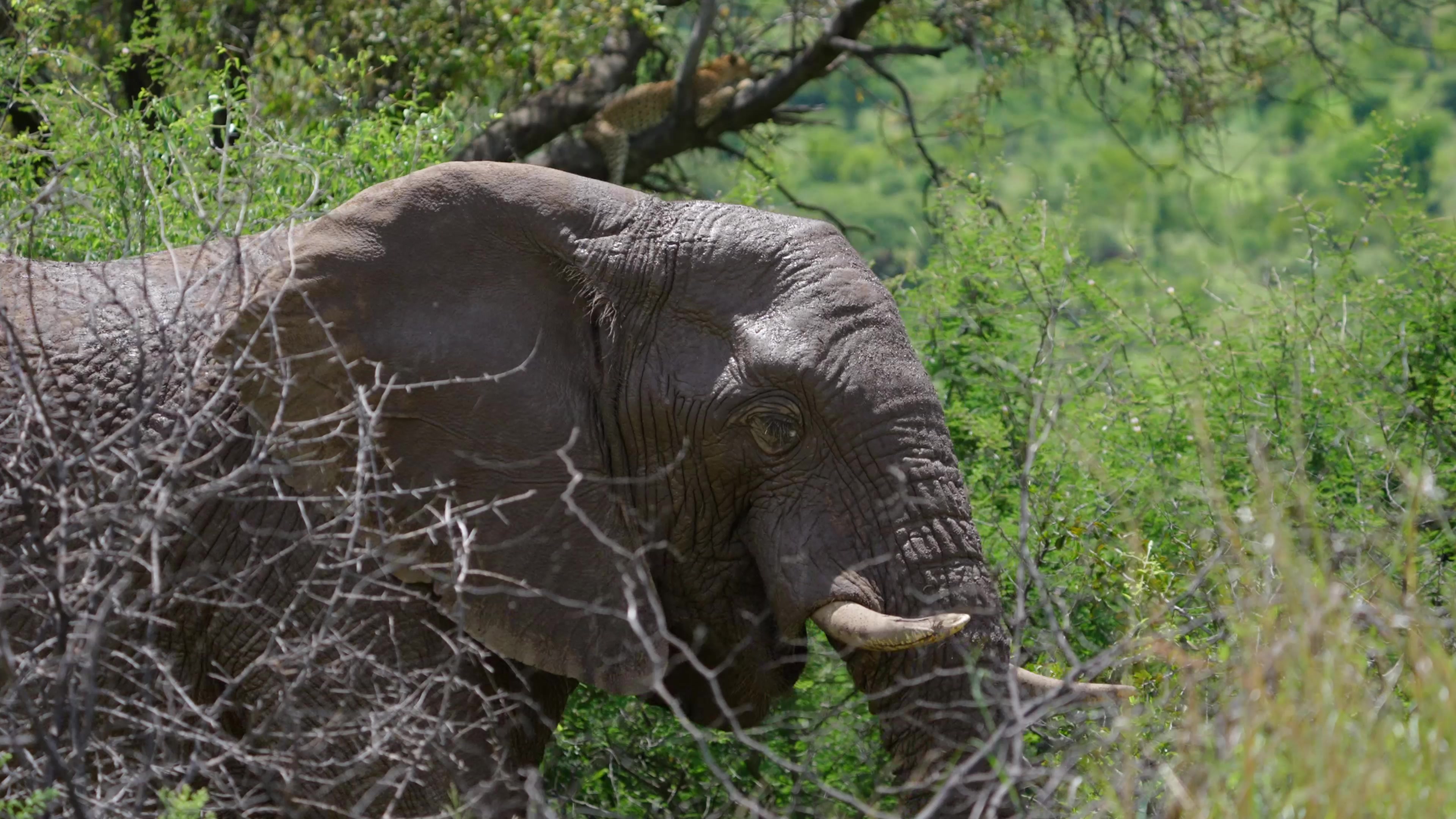 @South African Wanderer