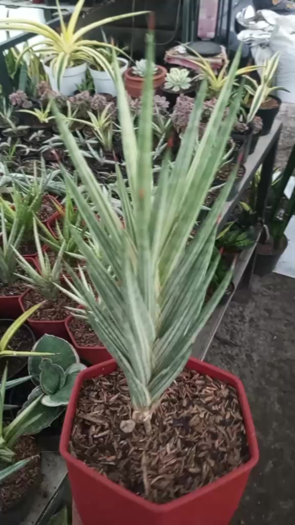 @clara flora.ind